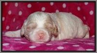 Sparkle TExas pups 2 wks old 089