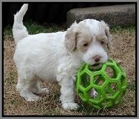 Sparkle TExas pups 5 wks old 501