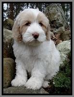 Sparkle Texas 8 wks old 1 020