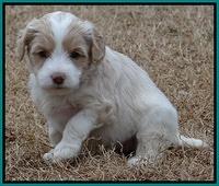 Sparkle TExas pups 5 wks old 291