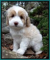 Sparkle Texas 8 wks old 1 009