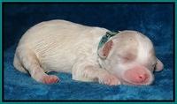 Sparkle Texas pups 1 wk old #1 049