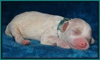 Sparkle Texas pups 1 wk old #1 050