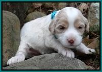 Sparkle Texas pups 3 wks old 231