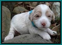 Sparkle Texas pups 3 wks old 241