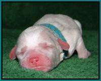 Sparkle Texas pups newborn 271