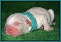 Sparkle Texas pups newborn 281
