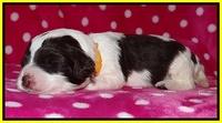 Sparkle TExas pups 2 wks old 150
