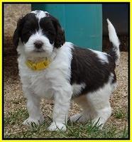 Sparkle TExas pups 5 wks old 81
