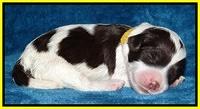 Sparkle Texas pups 1 wk old #1 054