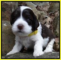 Sparkle Texas pups 3 wks old 251