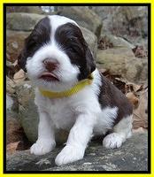 Sparkle Texas pups 3 wks old 261