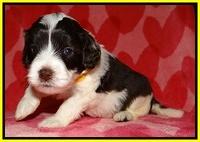 Sparkle Texas pups 4 weeks old 301