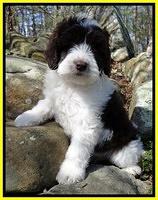 Sparkle Texas pups 8 weeks old 2 018