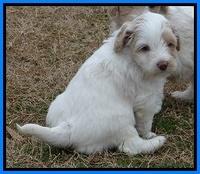 Sparkle TExas pups 5 wks old 41