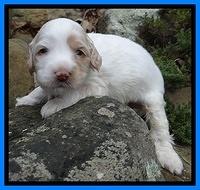 Sparkle Texas pups 3 wks old 291