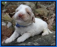 Sparkle Texas pups 3 wks old 301