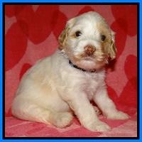 Sparkle Texas pups 4 weeks old 331