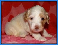 Sparkle Texas pups 4 weeks old 341
