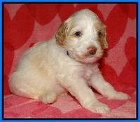 Sparkle Texas pups 4 weeks old 351