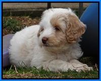 Sparkle Texas pups 7 wks old 11