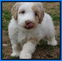 Sparkle Texas pups 7 wks old 81