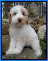 Sparkle Texas pups 8 weeks old 2 014