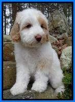 Sparkle Texas pups 8 weeks old 2 017