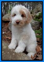 Sparkle Texas pups 8 weeks old 2 021