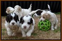 Sparkle TExas pups 5 wks old 531
