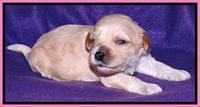 Sky Reagan pups 2 wk old 51
