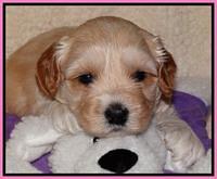 Sky Reagan pups 4 weeks old 11