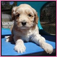 Sky Reagan pups 5 wks old 32