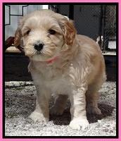 Sky Reagan pups 5 wks old 72