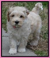 Sky Reagan pups 7 wks old 11