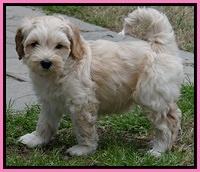 Sky Reagan pups 7 wks old 21