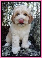 Sky Reagan pups 8 wks old 51