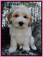 Sky Reagan pups 8 wks old 61
