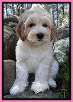 Sky Reagan pups 8 wks old 81