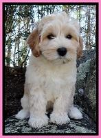Sky Reagan pups 8 wks old 91