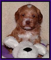 Sky Reagan pups 4 weeks old 51
