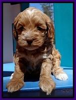 Sky Reagan pups 5 wks old 102