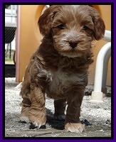 Sky Reagan pups 5 wks old 112