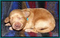 Sky Reagan pups 1 wk old 101
