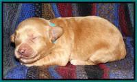 Sky Reagan pups 1 wk old 111