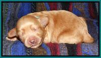 Sky Reagan pups 1 wk old 121
