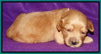 Sky Reagan pups 2 wk old 101
