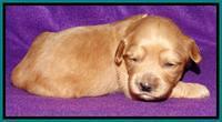 Sky Reagan pups 2 wk old 111