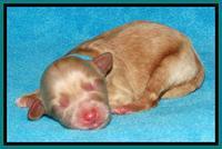 Sky Reagan pups Newborn 121