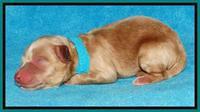 Sky Reagan pups Newborn 131